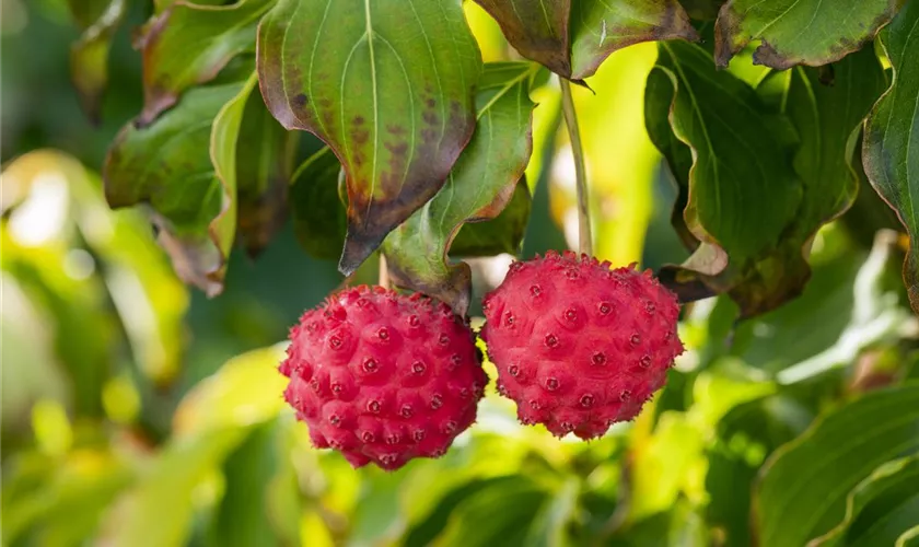 Cornus kousa 'Big Apple'