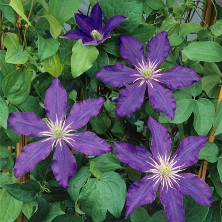 Clematis diversifolia 'Fascination'(s)