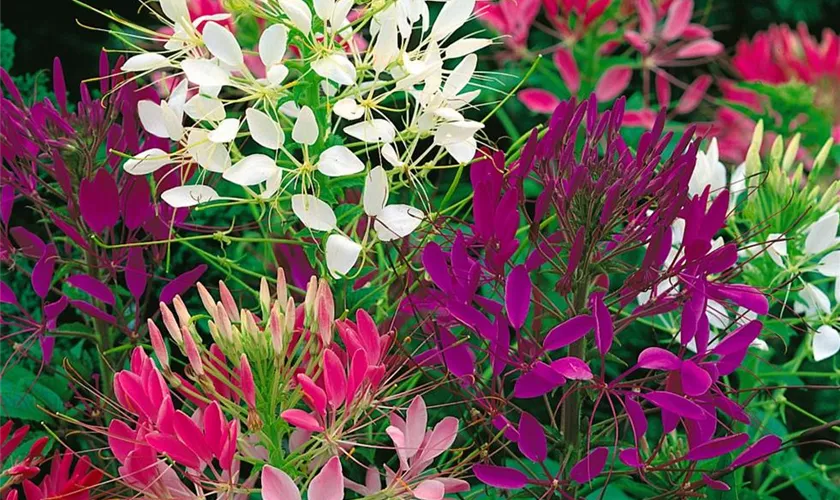 Cleome spinosa 'Colour Fountain'