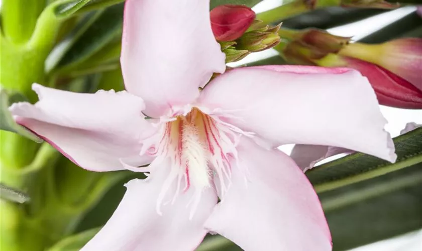 Nerium oleander