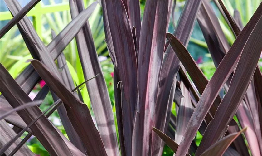 Cordyline australis 'Burgundy Spire'