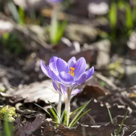 Crocus sativus, blau