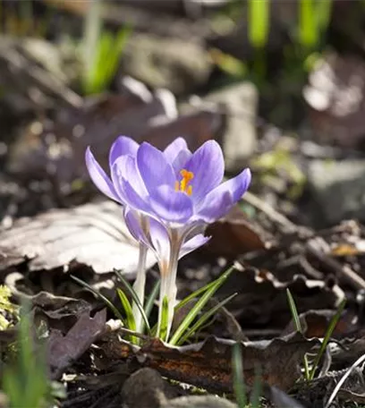 Gartenjahr voller Blüten – Blumenzwiebeln für jede Jahreszeit