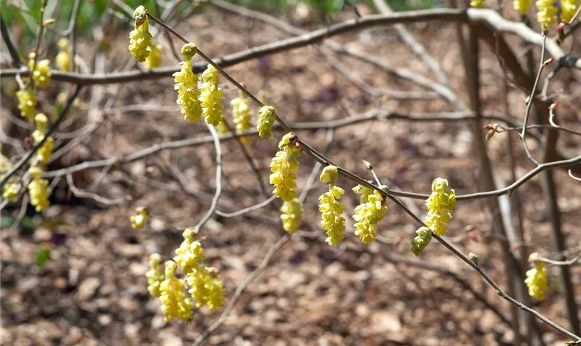 Corylopsis sinensis 'Spring Purple'