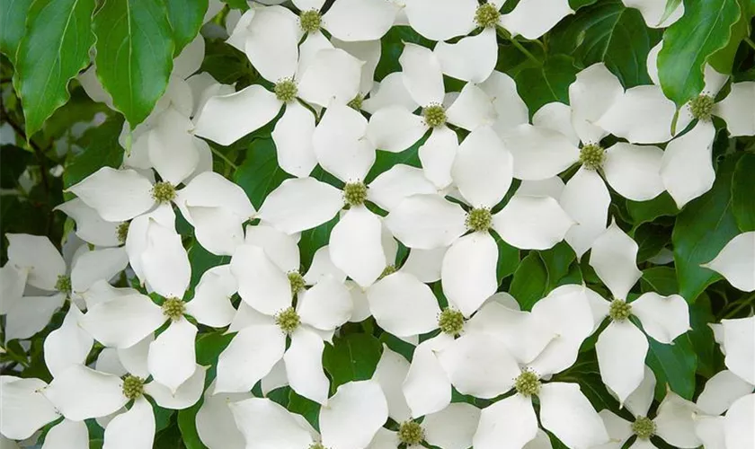 Cornus kousa 'Bodnant'