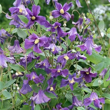 Clematis diversifolia 'Hudson River'