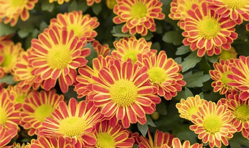 Topfchrysantheme 'Swifty Orange Bicolor'