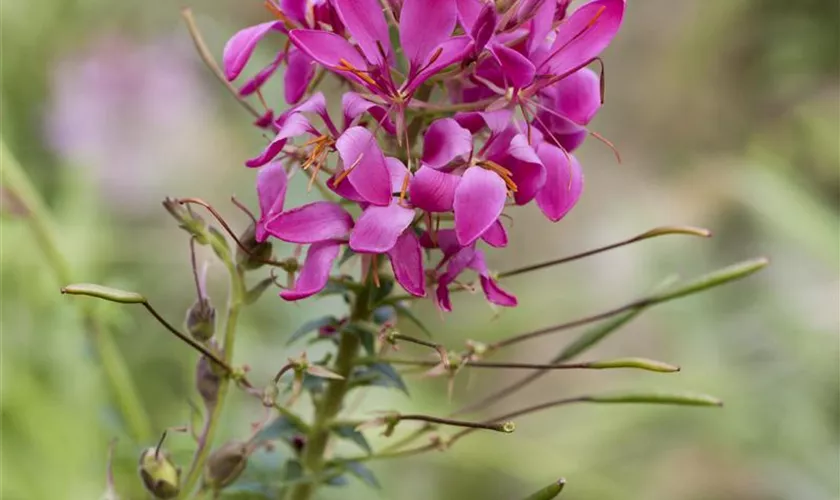 Cleome spinosa 'Sparkler Rose'