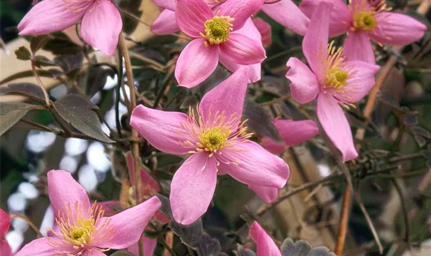 Clematis montana 'Warwickshire Rose'