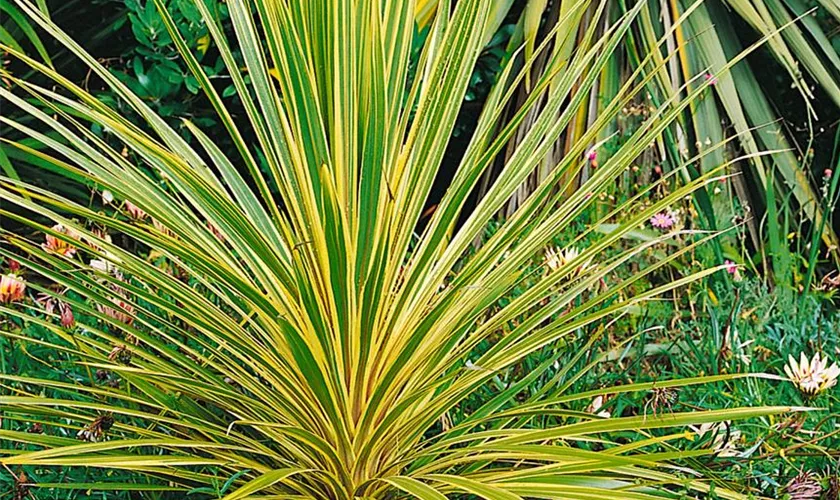 Cordyline australis 'Torbay Dazzler'