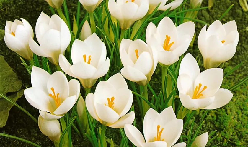 Crocus chrysanthus 'Snow Bunting'