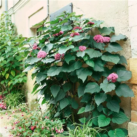 Clerodendrum bungei