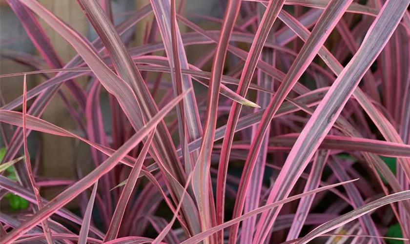 Cordyline australis 'Pink Passion'