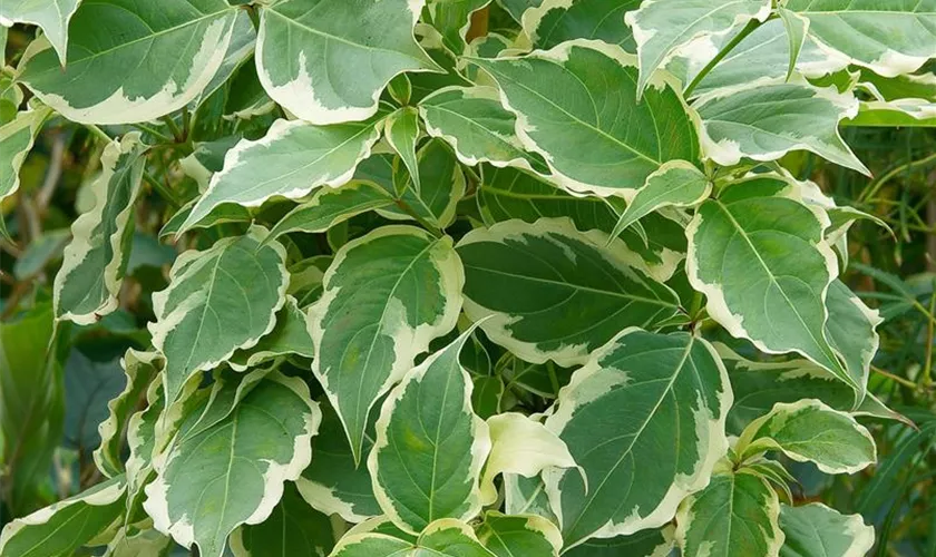 Cornus kousa 'Celestial Shadow'