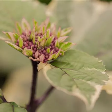 Clerodendrum bungei 'Pink Diamond'