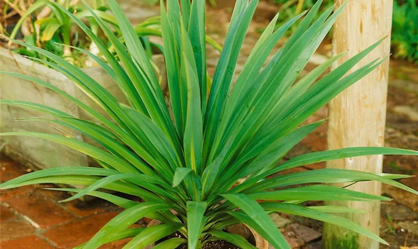 Cordyline australis 'Eurostar'