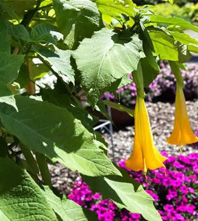 Exoten sorgen für besondere Hingucker im Garten