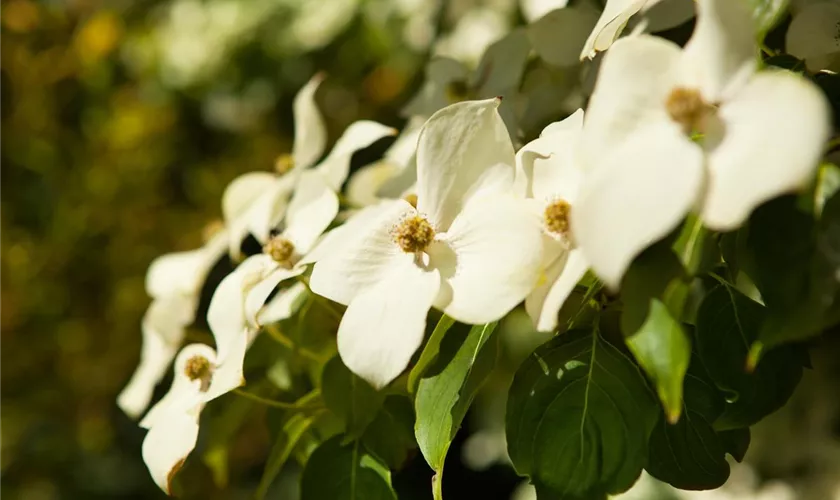 Cornus kousa chinensis