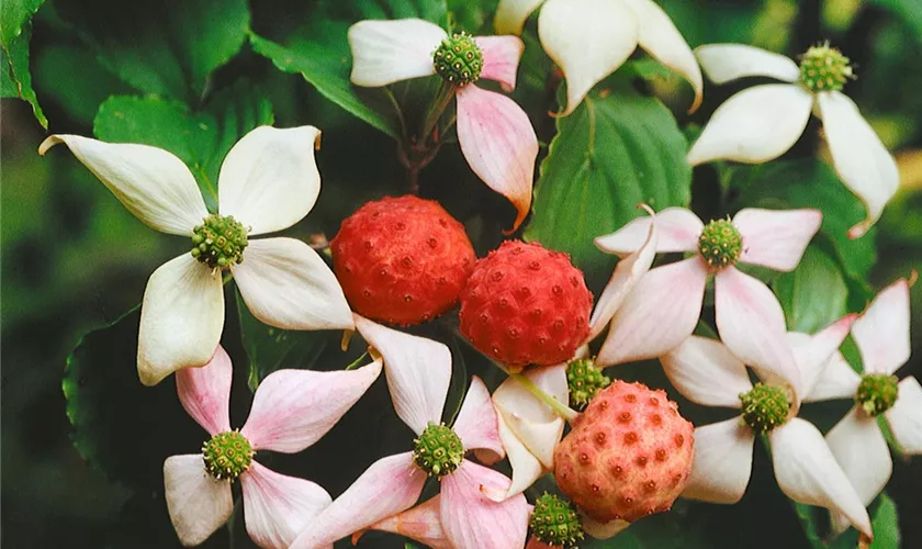 Cornus kousa chinensis 'Böhlje'