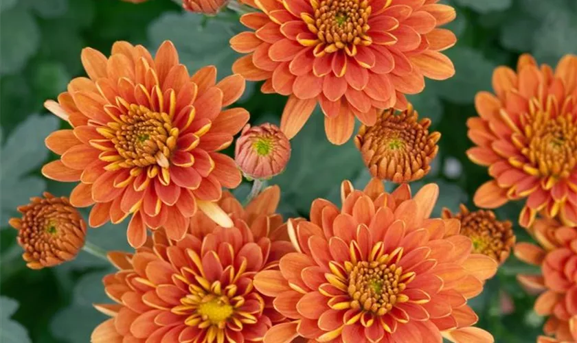 Garten-Chrysantheme 'Bronze Fairie'