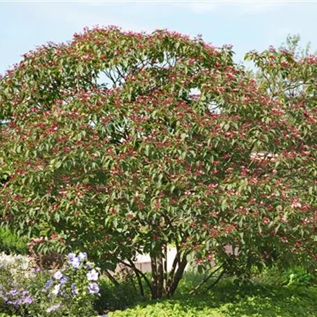 Clerodendrum paniculatum 'Starshine'