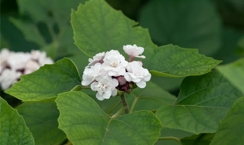 Clerodendrum philippinum 'Turcamelia'