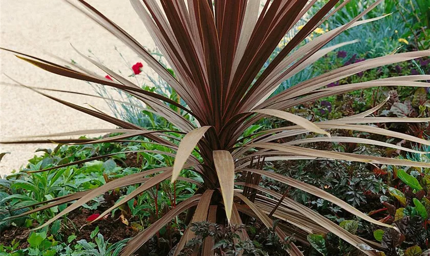 Cordyline australis 'Firecracker'