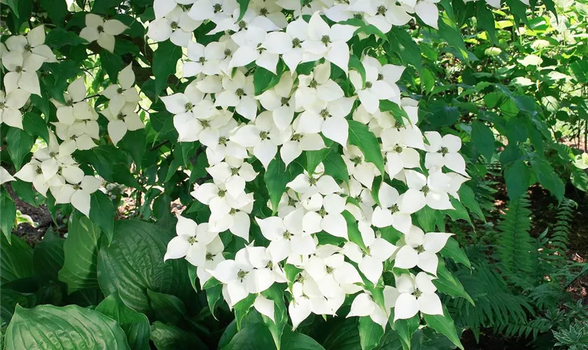 Cornus kousa chinensis 'Helmers'