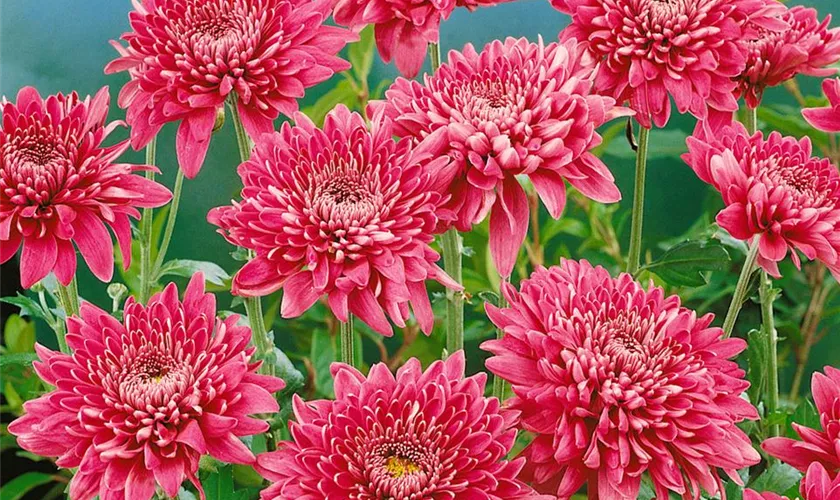 Gartenchrysantheme 'Purple Waters'