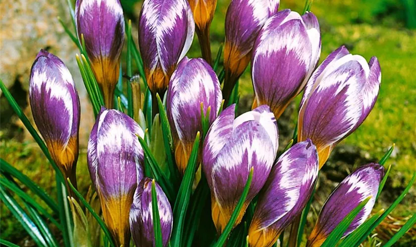 Crocus sieberi 'Spring Beauty'