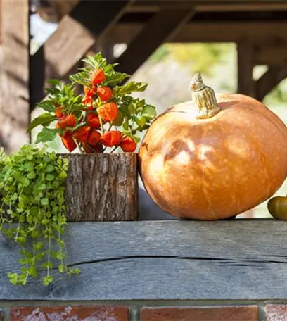 Der schöne Balkonkasten im Herbst: es muss nicht immer grau in grau sein!