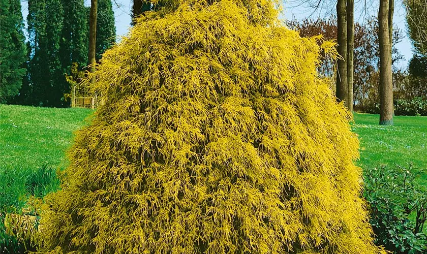 Gelbe Fadenzypresse 'Filifera Aurea'