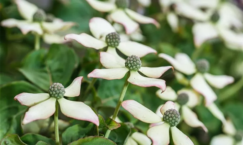 Cornus kousa chinensis 'Kea'