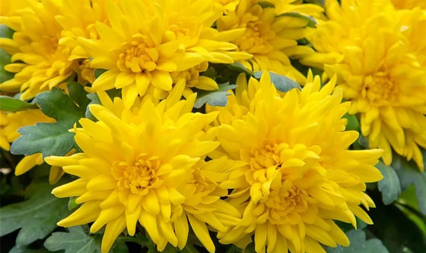 Garten-Chrysantheme 'Robinho'