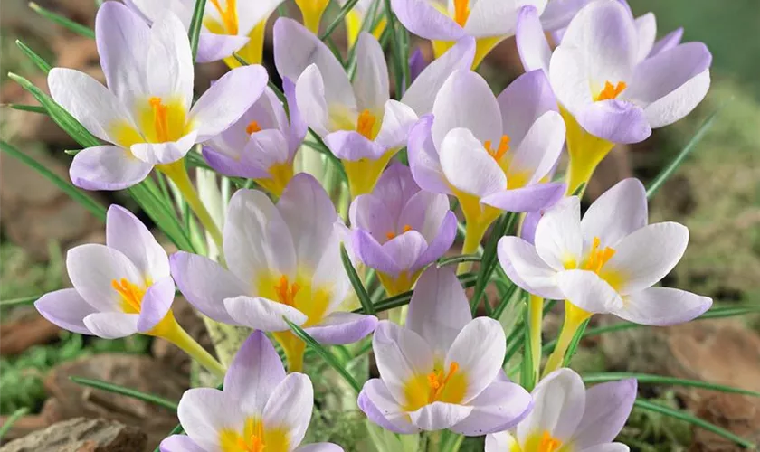 Crocus sieberi subsp. atticus 'Firefly'