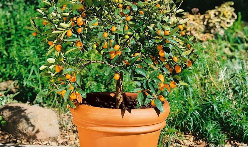 Ovale Kumquat 'Gigante'