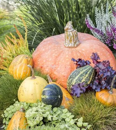 Der schöne Balkonkasten im Herbst: es muss nicht immer grau in grau sein!