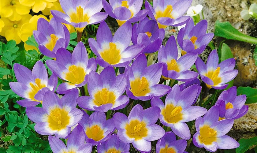 Crocus sieberi subsp. sublimis 'Tricolor'