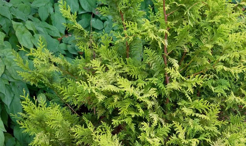 Sawara-Scheinzypresse 'Filifera Gracilis'