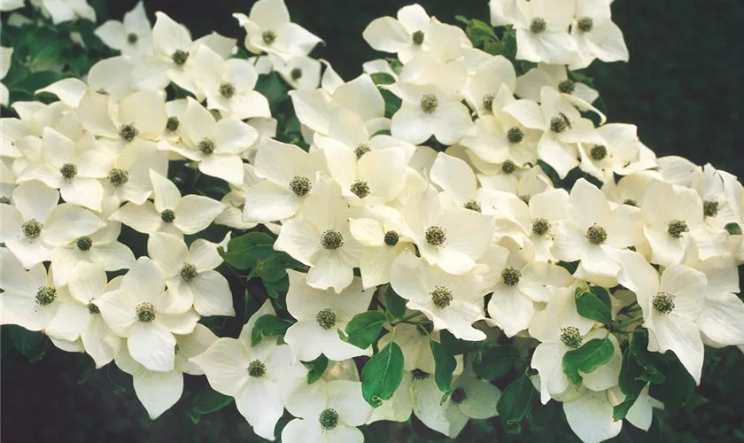 Cornus kousa chinensis 'Stardust'