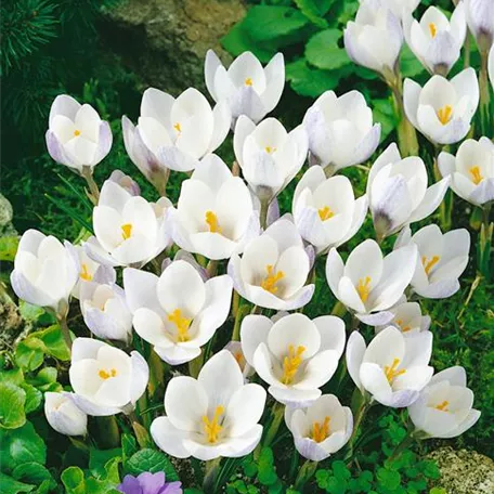 Crocus speciosus 'Alba'