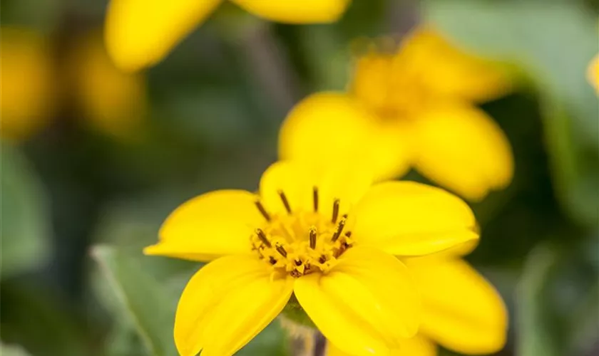 Chrysogonum virginianum 'Andre Viette'