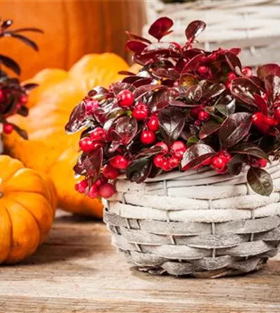 Der schöne Balkonkasten im Herbst: es muss nicht immer grau in grau sein!