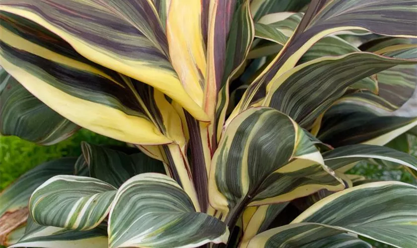 Cordyline fruticosa 'Chocolate Queen'