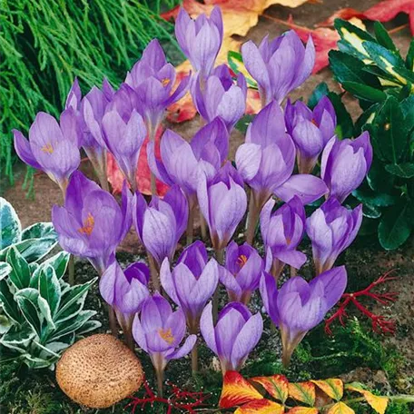 Crocus speciosus 'Conqueror'