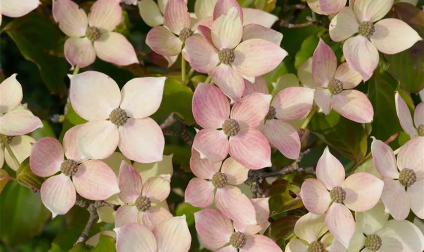 Japanischer Blumen-Hartriegel 'Polar Pink'