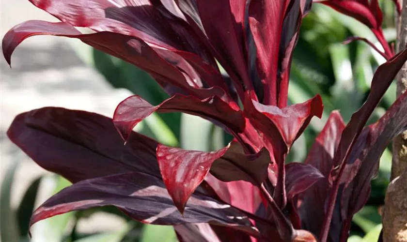 Cordyline fruticosa 'Mambo'