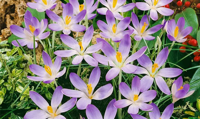 Crocus tommasinianus