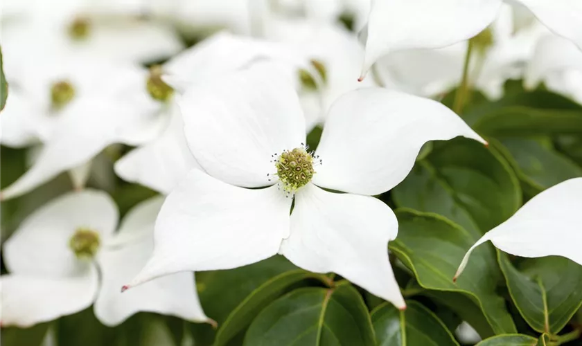 Japanischer Blumen-Hartriegel 'Eurostar'