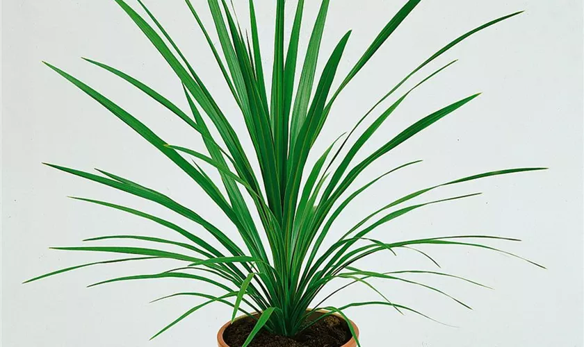 Cordyline indivisa 'Peko'